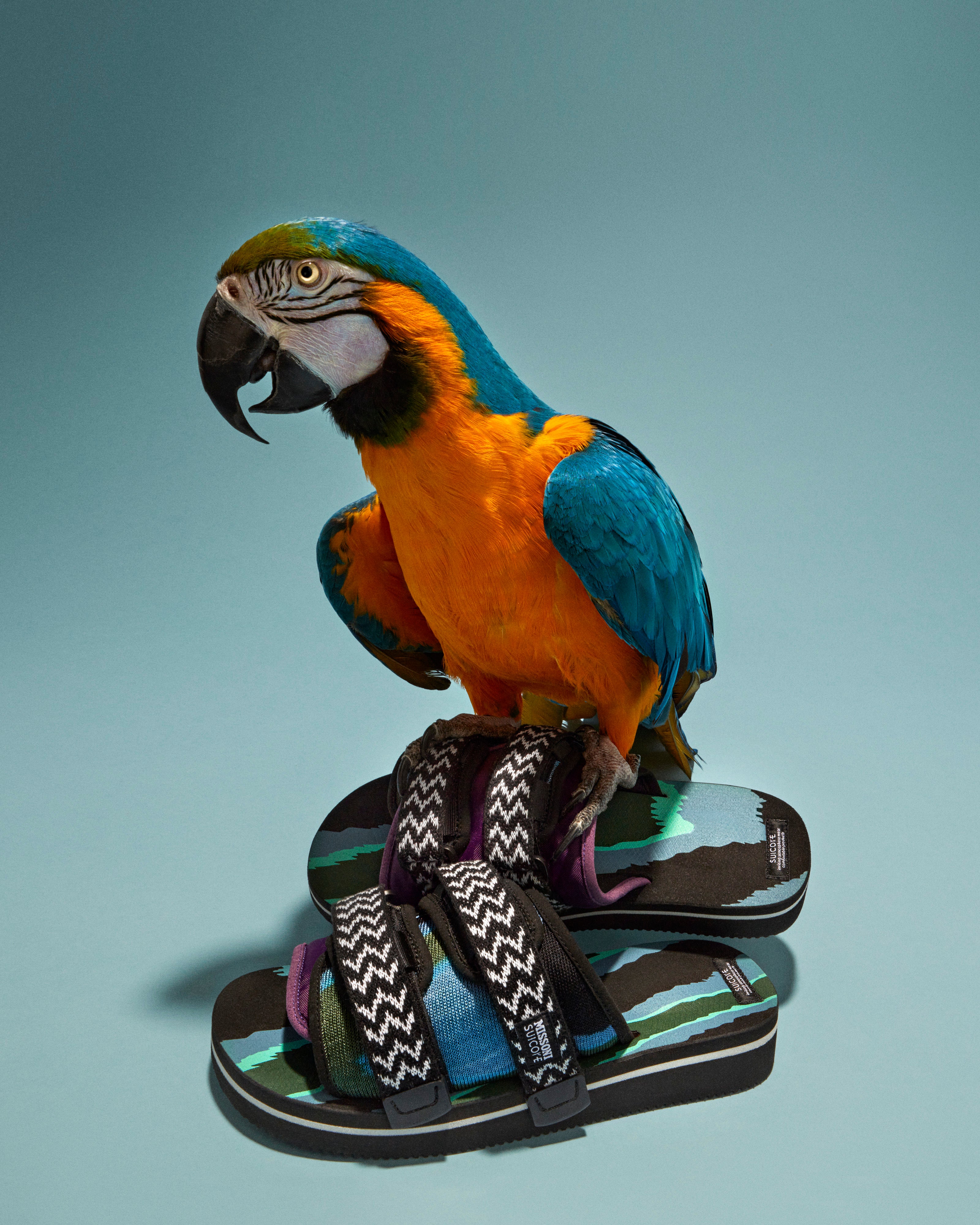 HYPEBEAST: Missoni and Suicoke Unite for Their First Collaboration